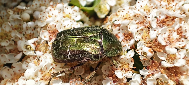 Cetonia aurata - aranyos virágbogár