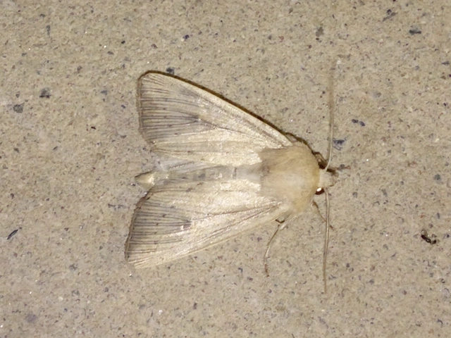 Leucania obsoleta - pontozott rétibagoly