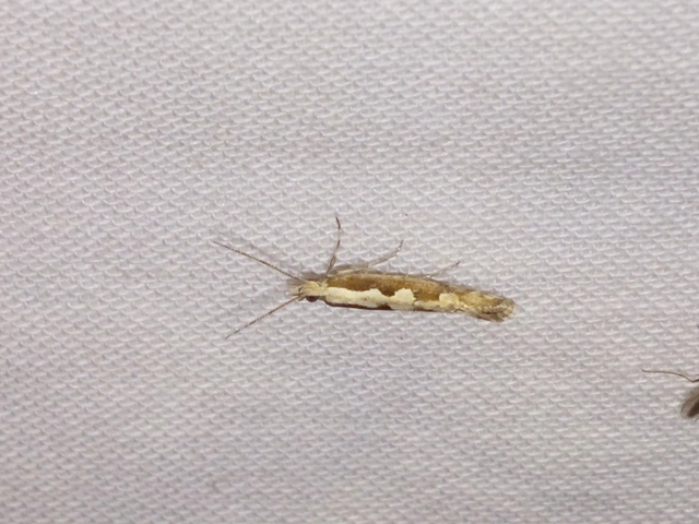 Plutella xylostella - káposztamoly