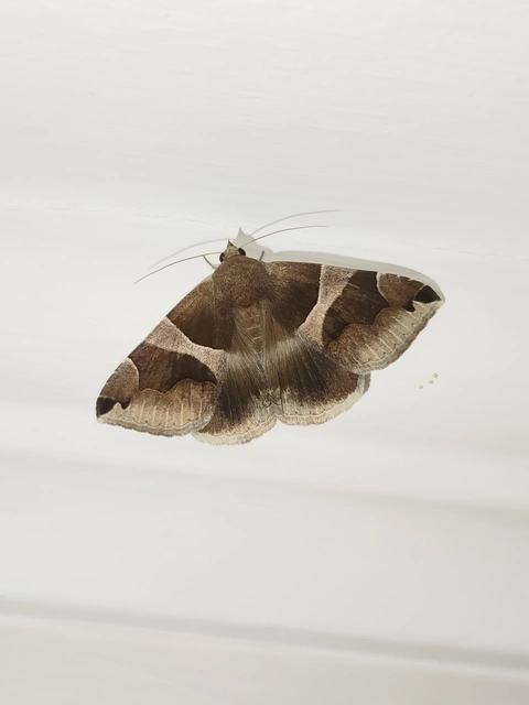 Dysgonia algira - déli porcelánbagoly