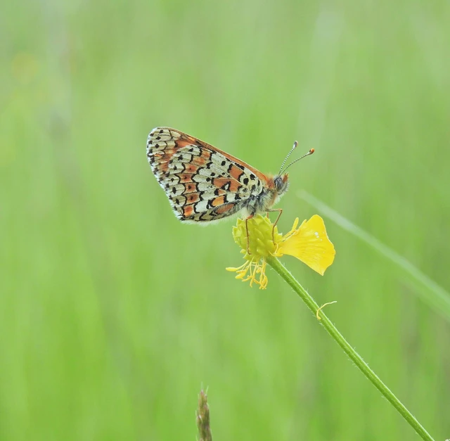 Melitaea cinxia - réti tarkalepke