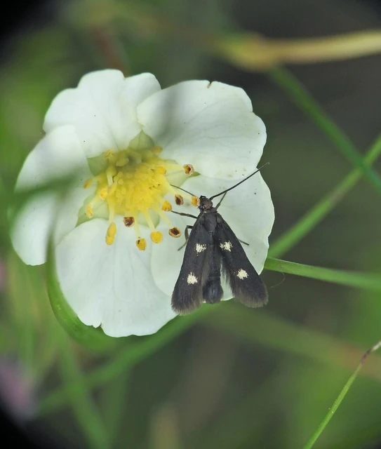 Parascythris muelleri - kétpettyes zöldmoly