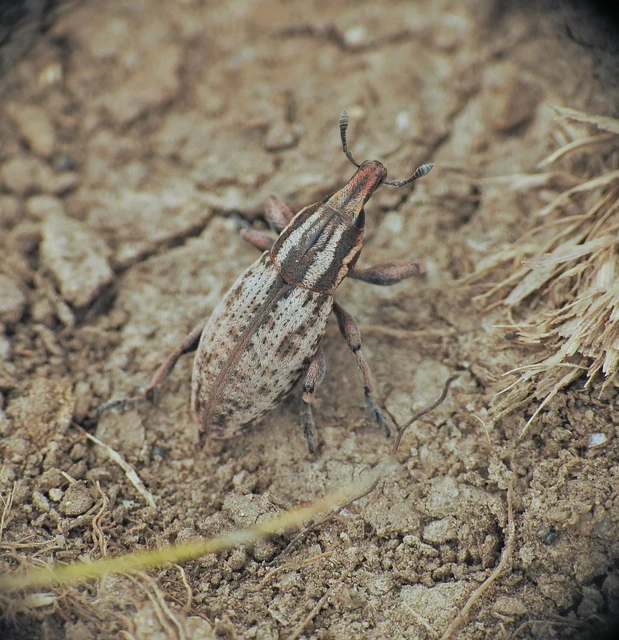 Pseudocleonus cinereus - hamvas barkó
