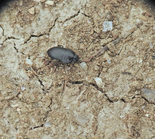 Crypticus quisquilius - fürge gyászbogár