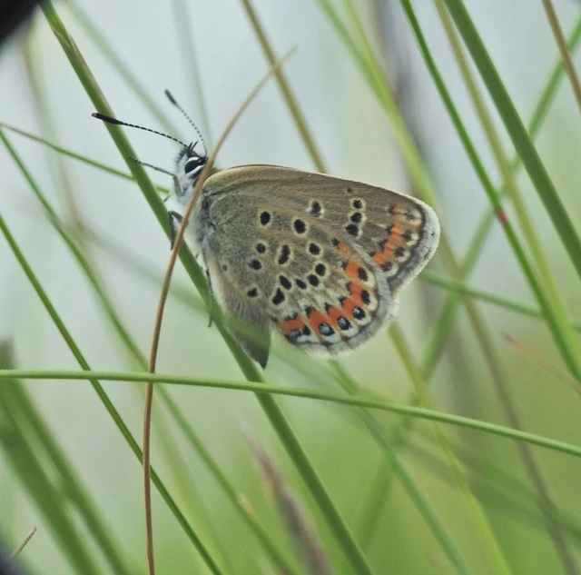 Plebejus argus - ezüstös boglárka