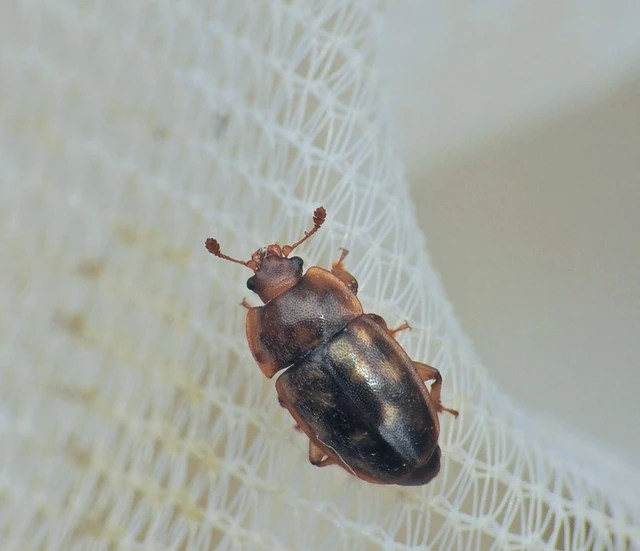 Epuraea guttata - tízpettyes fénybogár Epuraea guttata - tízpettyes fénybogár