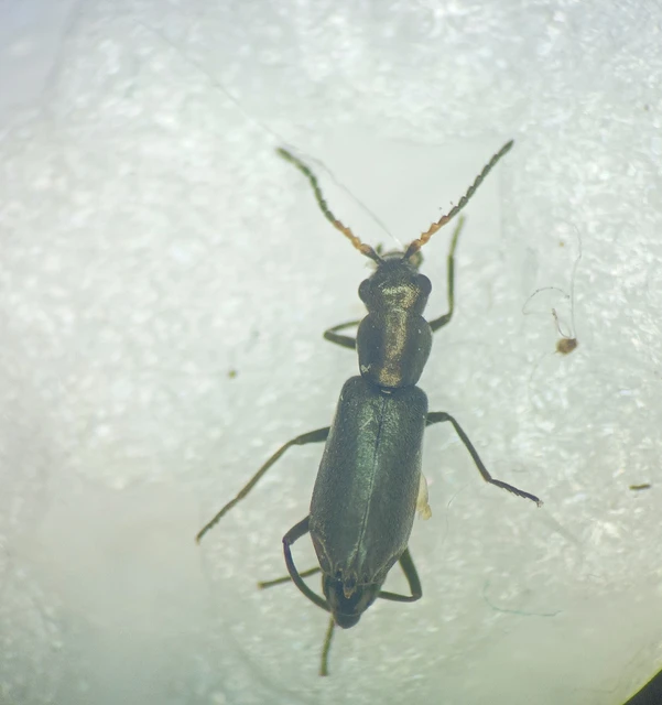 Charopus concolor - egyszínű bibircsesbogár