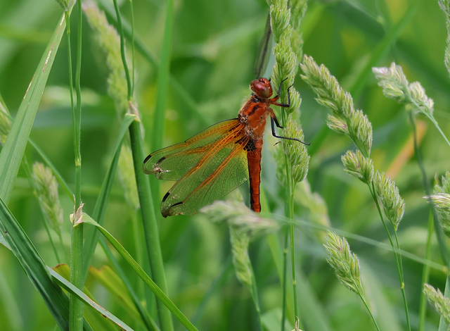 Libellula fulva - kisfoltos laposacsa