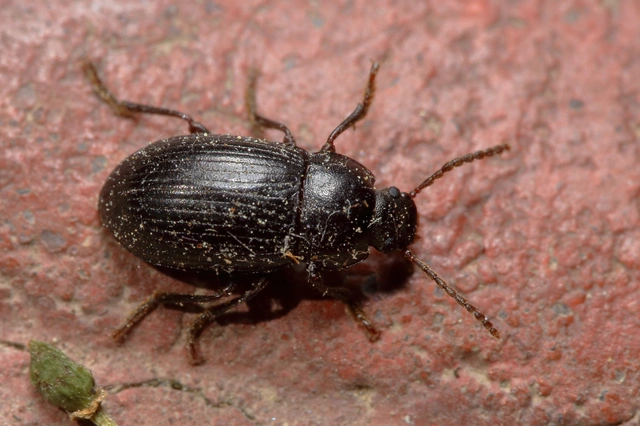 Nalassus dermestoides - rövidszárnyú gyászbogár