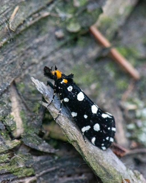 Euplocamus anthracinalis - fésűscsápú korhadékmoly