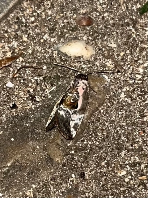 Hapalotis venustula - rózsaszínű mázasbagoly