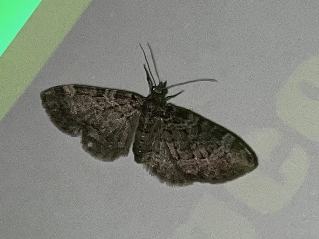 Pasiphila chloerata - hamvas törpearaszoló