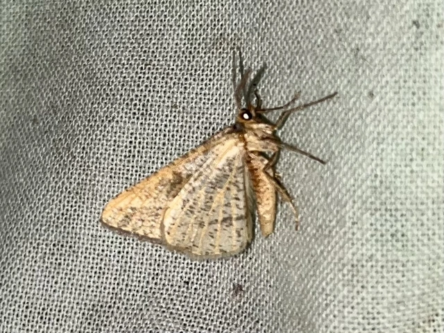 Tephrina arenacearia - lucerna-araszoló