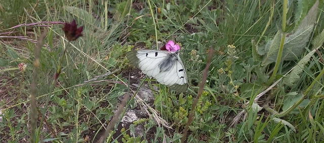 Parnassius mnemosyne - kis apollólepke