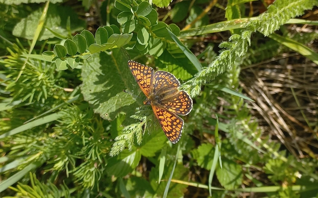 Melitaea cinxia - réti tarkalepke