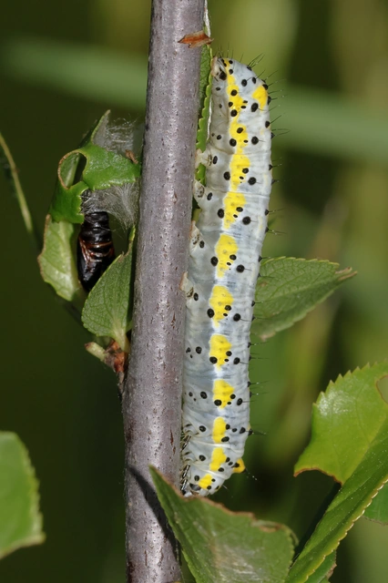 Diloba caeruleocephala - őszi kékesbagoly