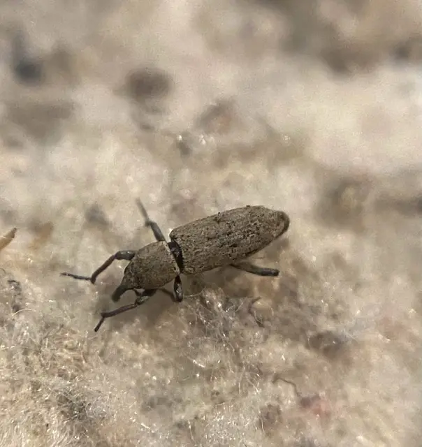 Bagous tubulus - ecsetpázsit-víziormányos Bagous tubulus - ecsetpázsit-víziormányos