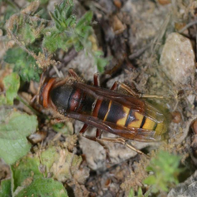 Vespa crabro - lódarázs