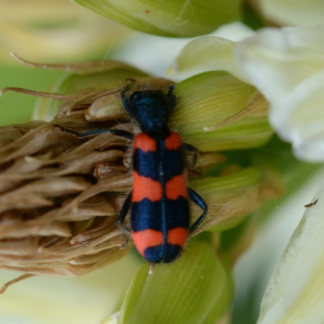 Trichodes favarius - hatfoltos méhészbogár
