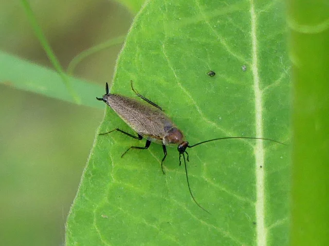 Blattodea - Csótányok