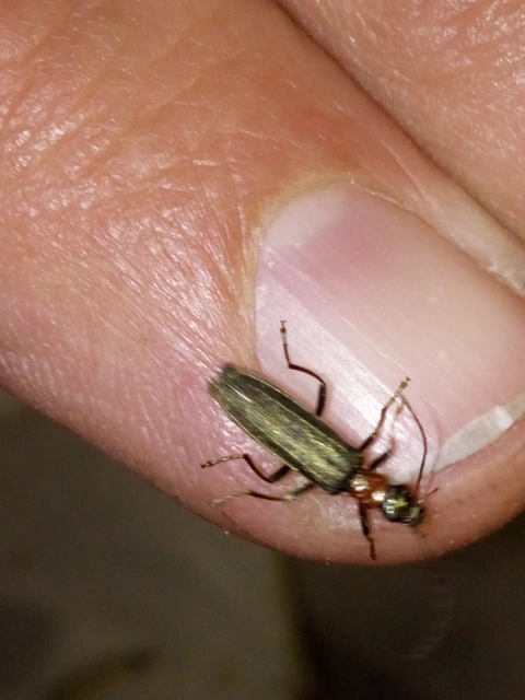 Oedemera croceicollis - pirostorú álcincér