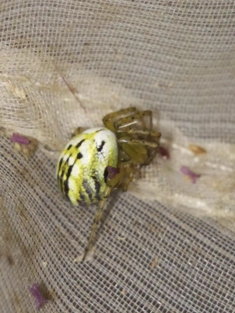 Mangora acalypha - réti keresztespók