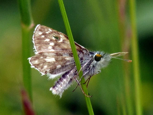 Pyrgus armoricanus - feles busalepke