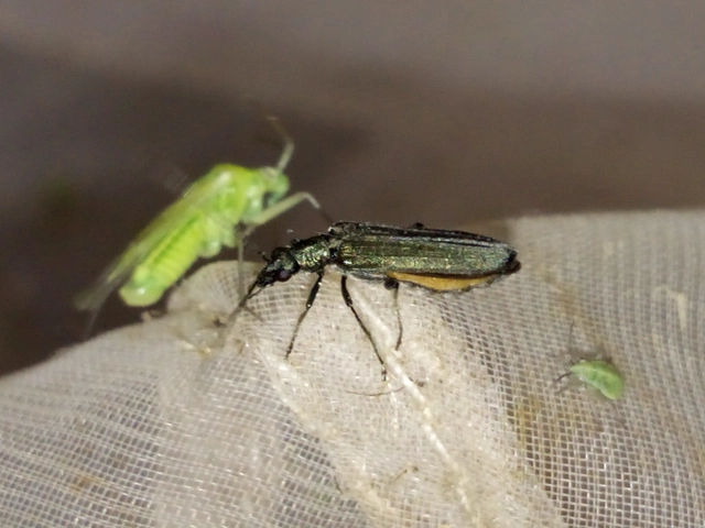 Oedemera