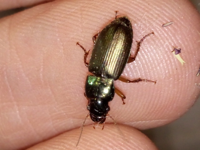 Harpalus affinis - szőrösszárnyú lomhafutó