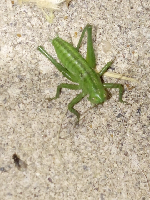 Tettigonia