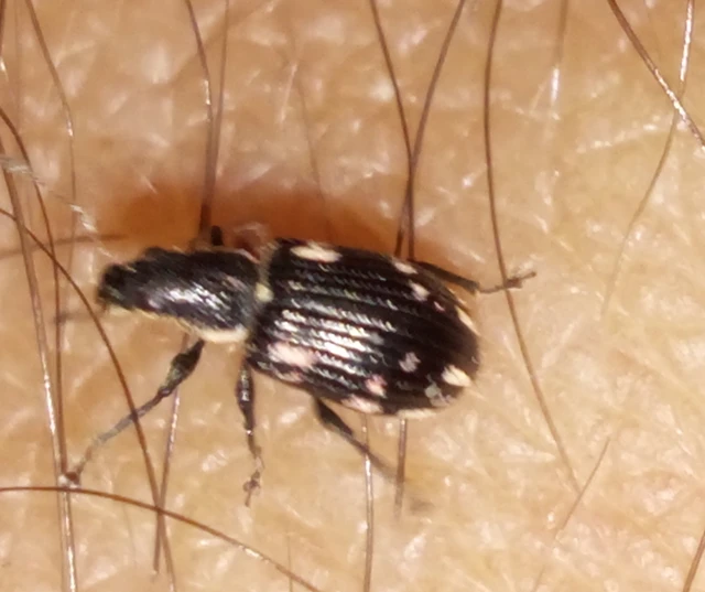 Polydrusus picus - pikkelyfoltos lombormányos