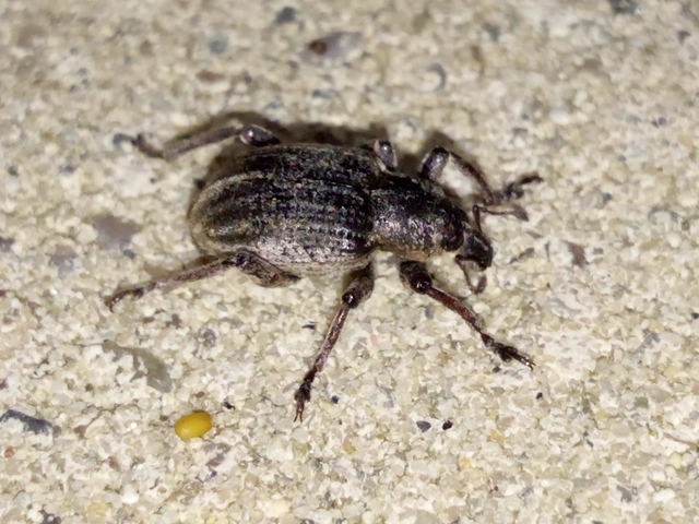 Brachypera zoilus - lucerna-gubósormányos