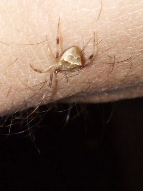Episinus angulatus