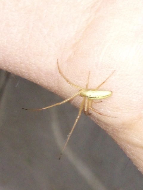 Tetragnatha