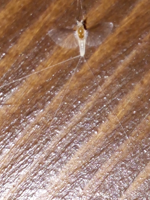 Ephemeroptera - Kérészek
