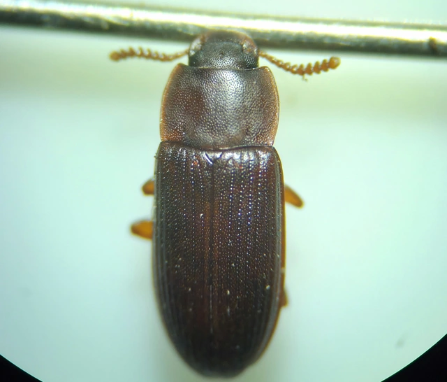 Cynaeus angustus - kukoricarontó gyászbogár