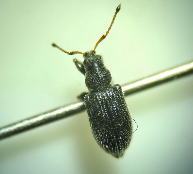 Phyllobius betulinus - változékony levélormányos