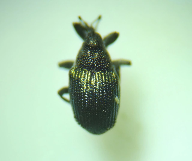 Ceutorhynchus erysimi - kis repcsény-ceutormányos