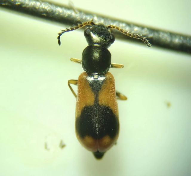 Anthocomus equestris - kétszínű bibircsesbogár