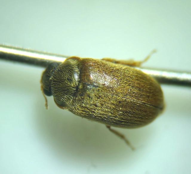 Byturus ochraceus - gyömbérgyökérbogár