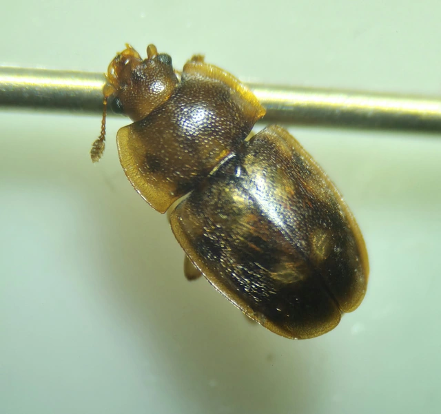 Epuraea guttata - tízpettyes fénybogár Epuraea guttata - tízpettyes fénybogár
