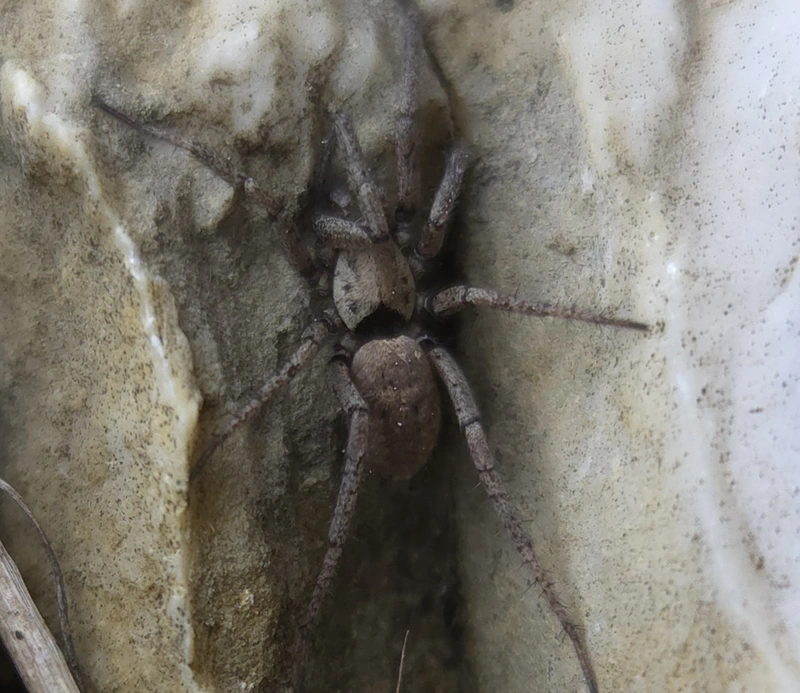 Nomisia exornata