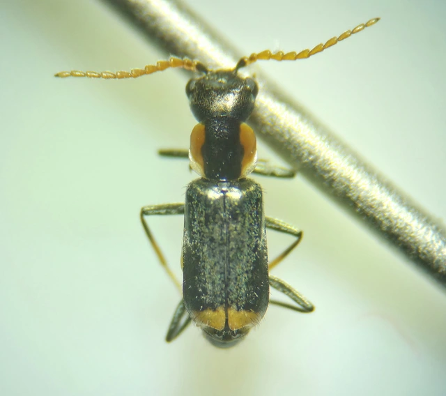 Axinotarsus marginalis - feketefüggős bibircsesbogár