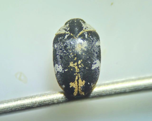 Anthrenus scrophulariae - nagy múzeumbogár