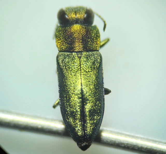 Anthaxia nitidula - ragyogó virágdíszbogár