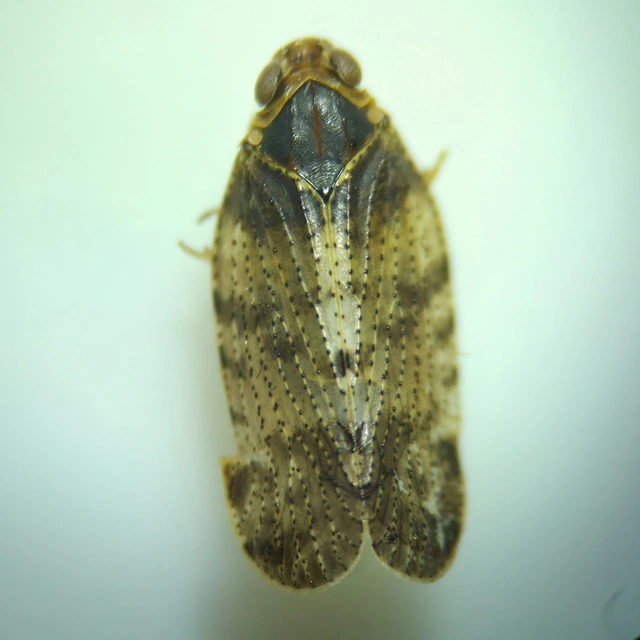 Cixius