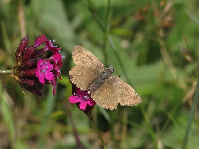 Erynnis tages - cigánylepke