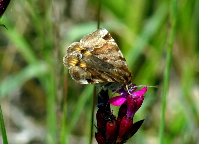 Euclidia glyphica - közönséges nappalibagoly