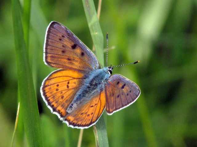 Lycaena alciphron - ibolyás tűzlepke