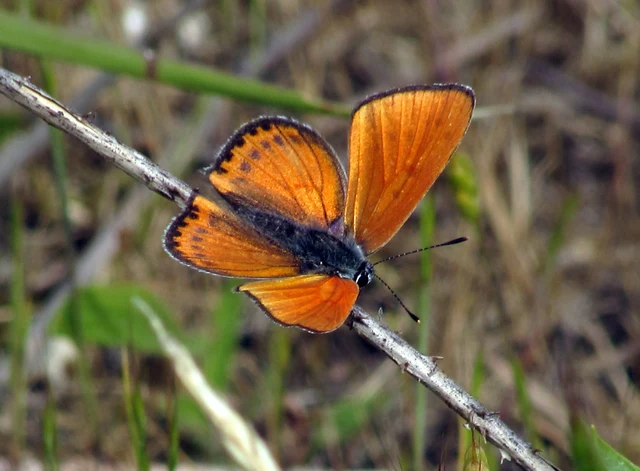 Lycaena thersamon - kis tűzlepke